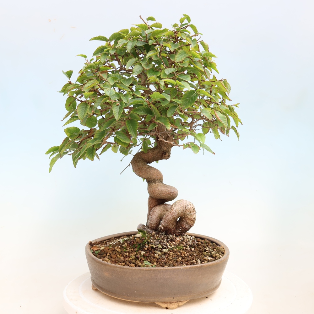 Outdoor bonsai -Carpinus CARPINOIDES - Korean Hornbeam