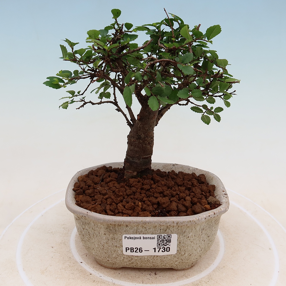 Room bonsai - Ulmus parvifolia - Small-leaved elm