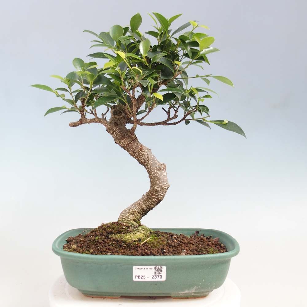 Indoor bonsai - Ficus kimmen - small-leaved ficus