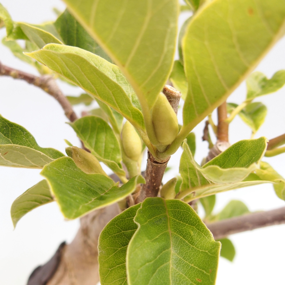 Outdoor bonsai - Magnolia Black Tulip - Magnolia