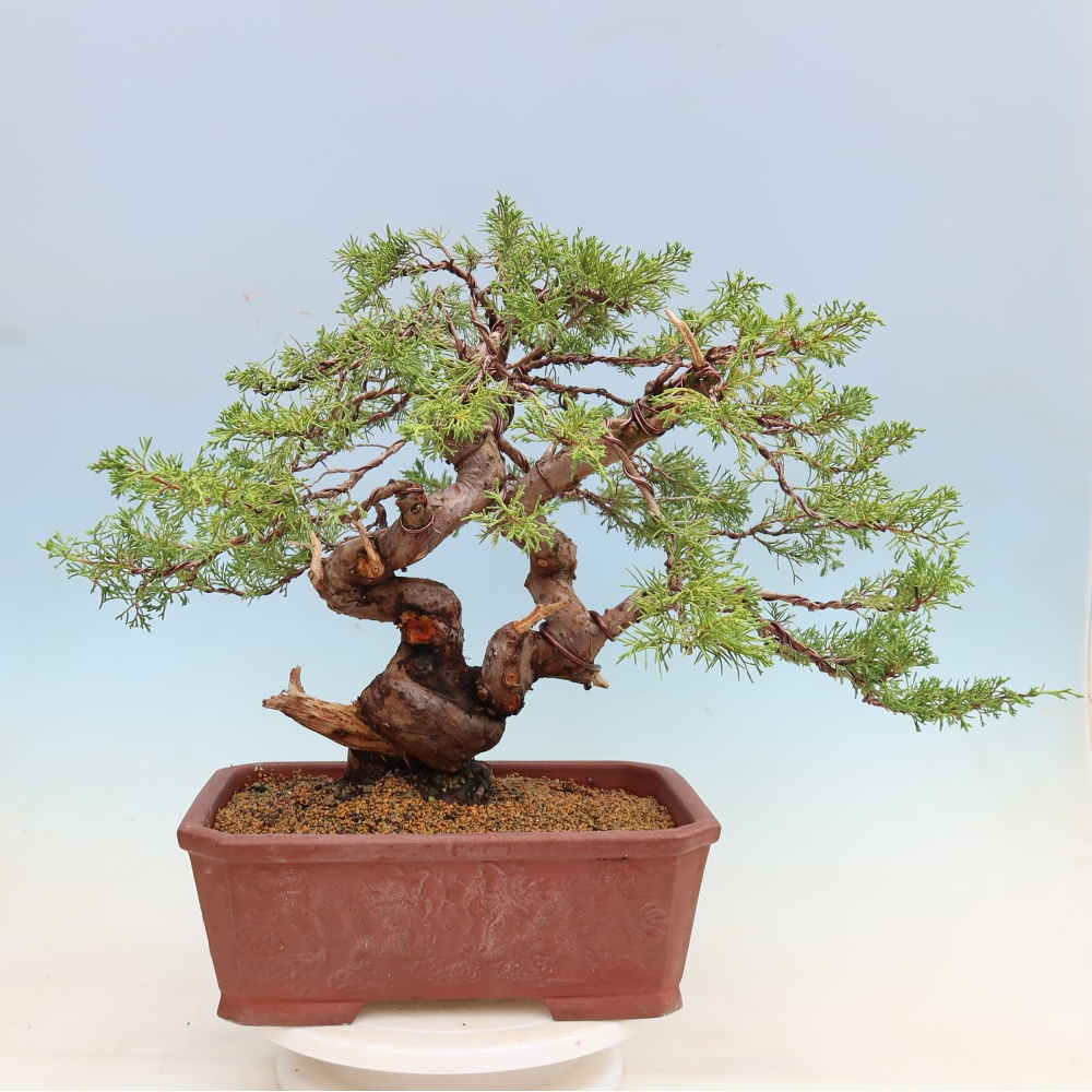 Outdoor Bonsai - Juniperus chinensis Itoigawa - Chinese Juniper