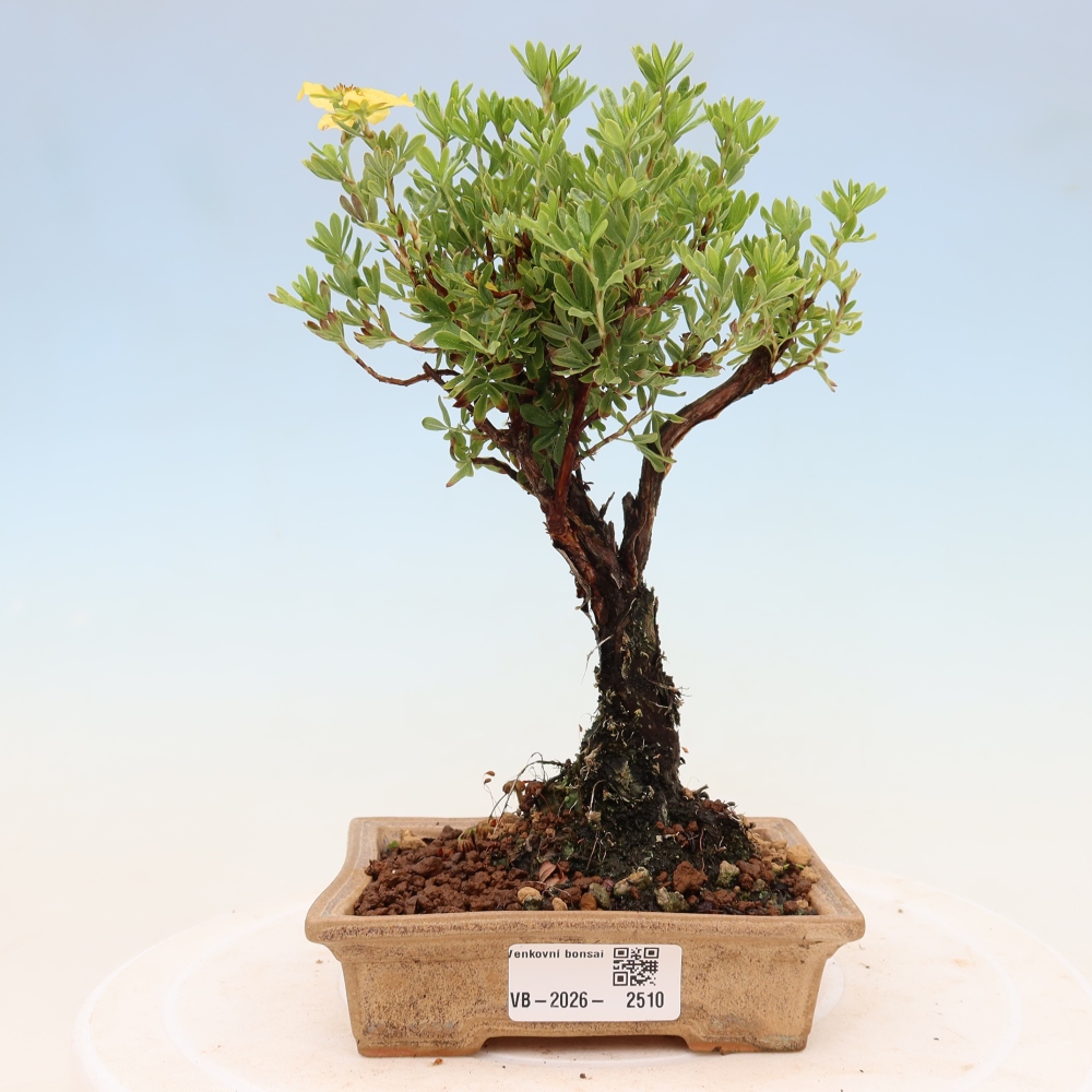Outdoor bonsai - Potentila fruticosa