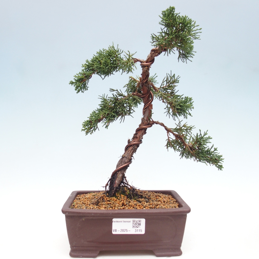 Outdoor bonsai - Juniperus chinensis Kishu - Chinese Juniper