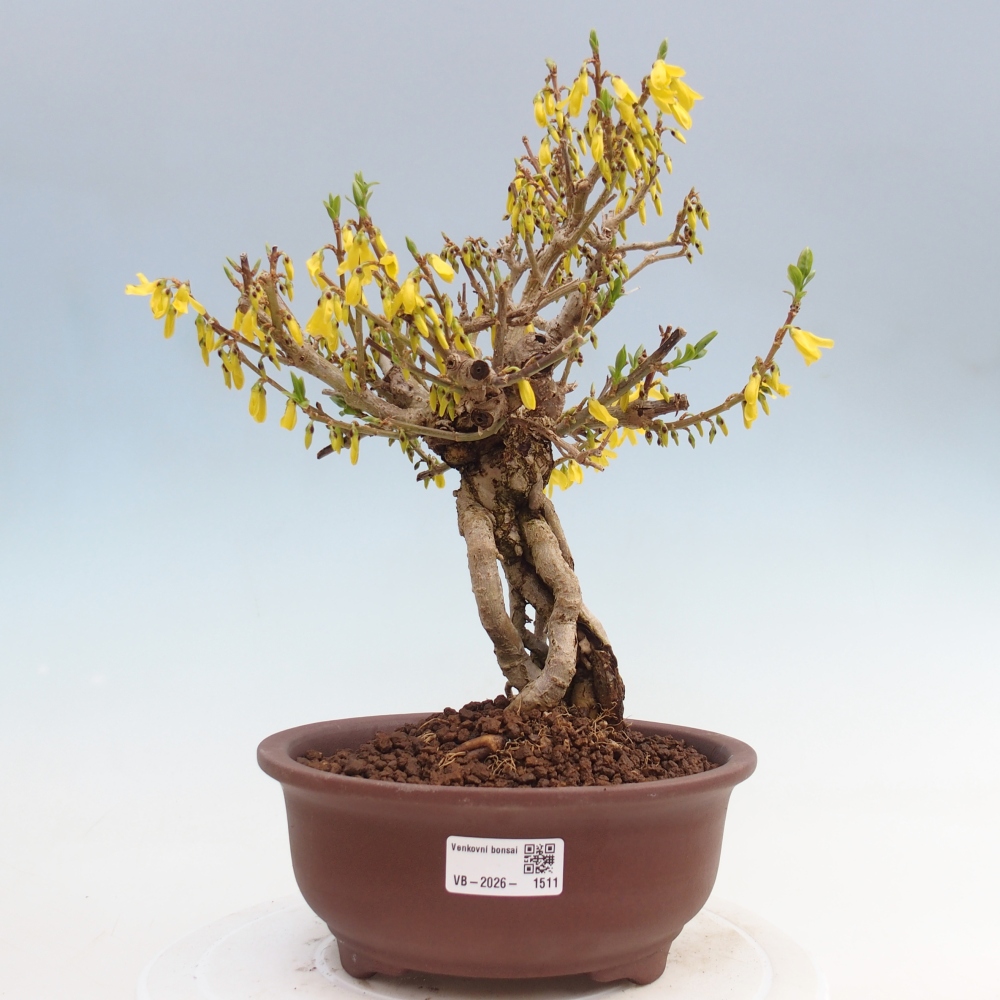 Outdoor bonsai - Zlatice - Forsythia koreana