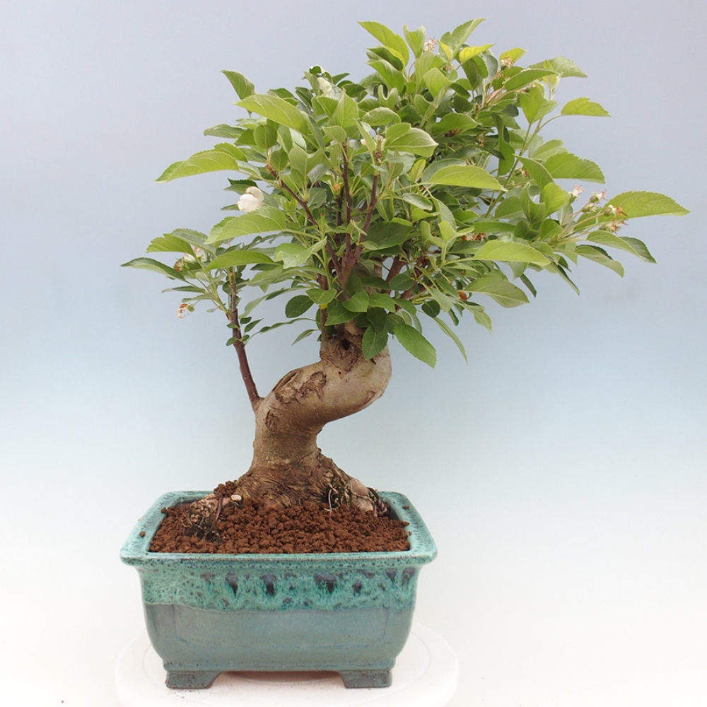 Outdoor bonsai - Malus halliana - Small-fruited apple tree