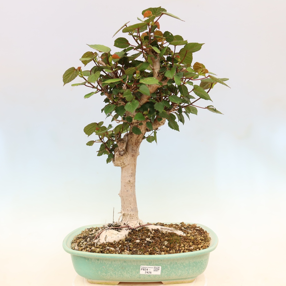 Indoor bonsai - Hibiscus tiliaceus - Sea Hibiscus
