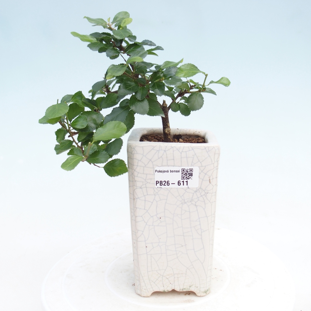 Indoor bonsai - Grewia occidentalis - Lavender Starfish