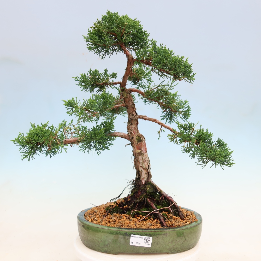 Outdoor bonsai - Juniperus chinensis Kishu