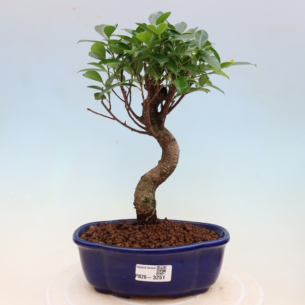 Room bonsai - Ficus kimmen - small-leaved ficus