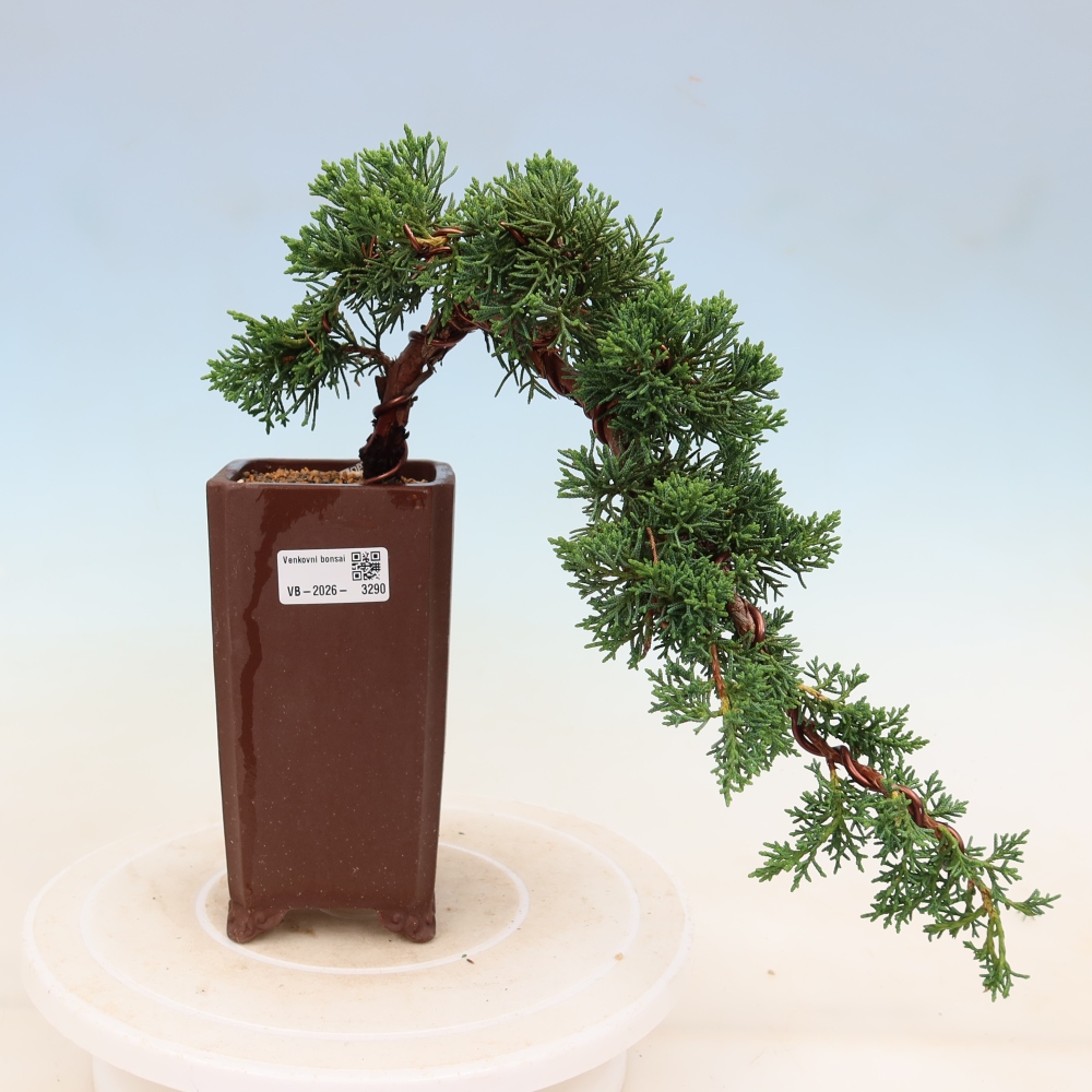 Outdoor bonsai - Juniperus chinensis Kishu