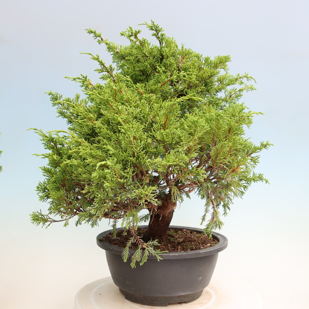 Outdoor Bonsai - Juniperus chinensis Itoigawa - Chinese Juniper