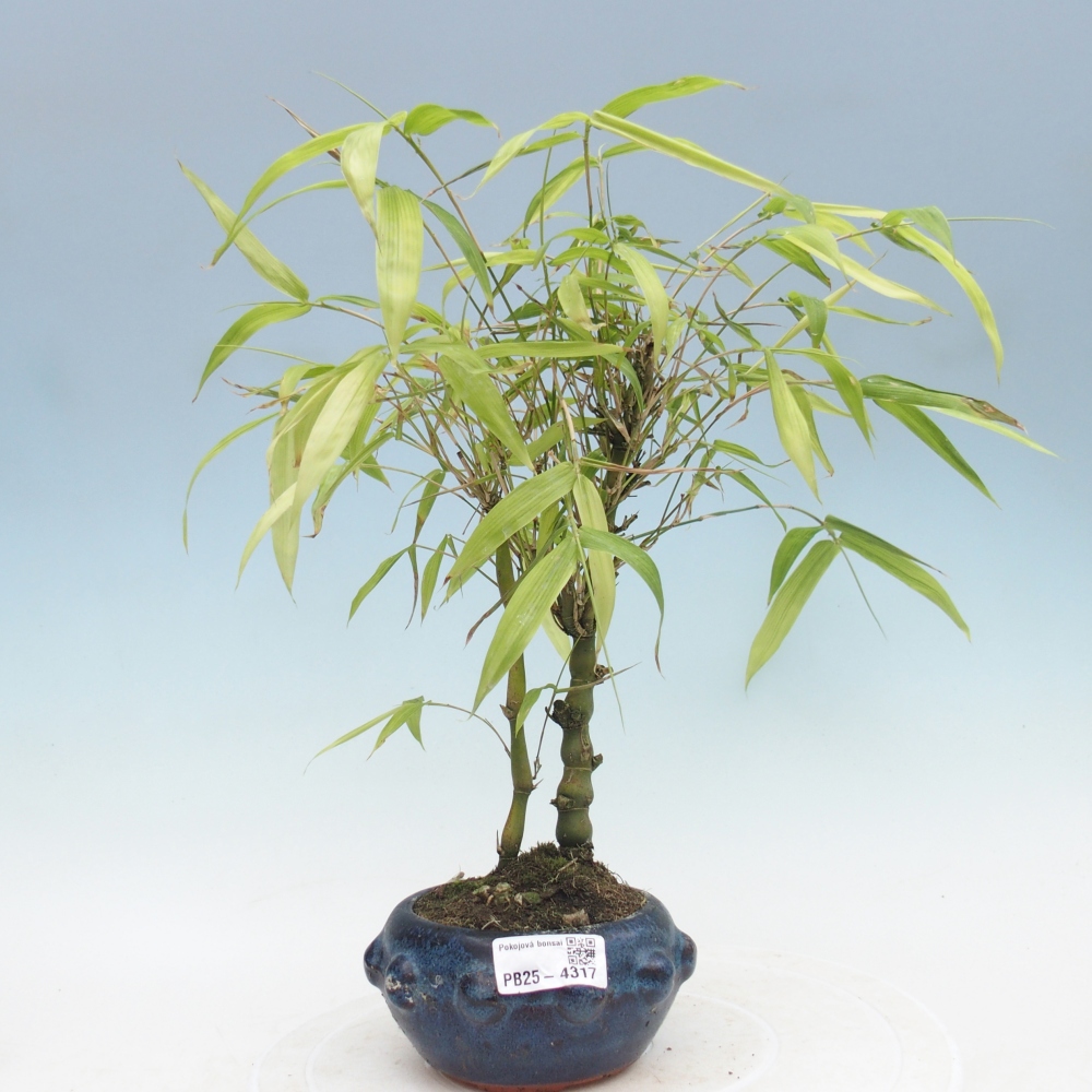 Room bonsai - Bamboo budha-Bamboo budha belly