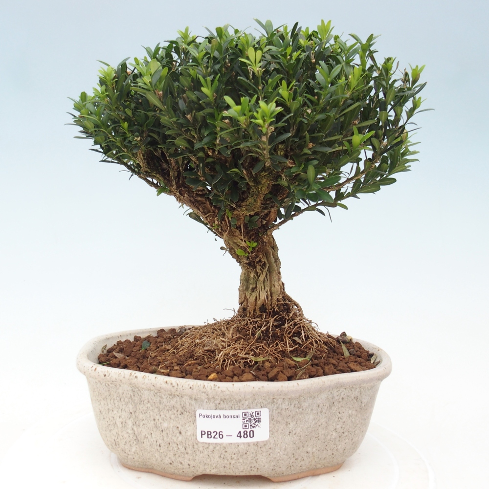 Room bonsai - Buxus harlandii - cork buxus