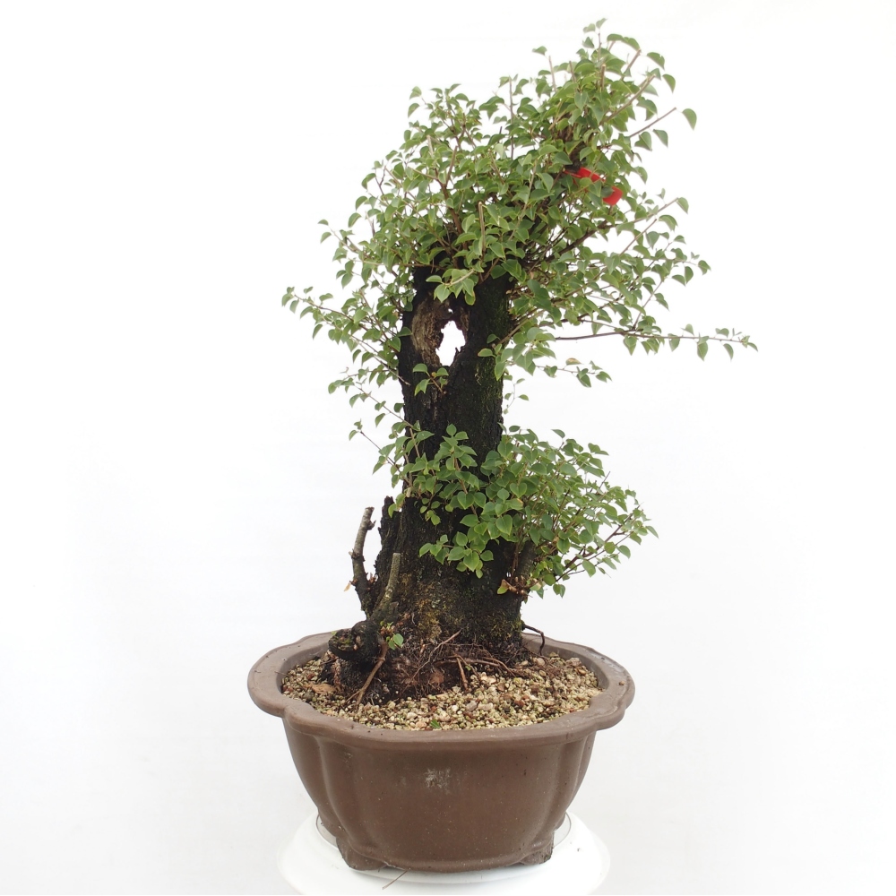 Outdoor bonsai - Mahalebka - Prunus mahaleb