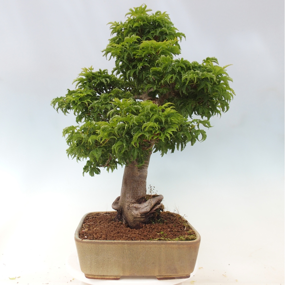 Outdoor bonsai -Javor palm Acer palmatum Shishigashira