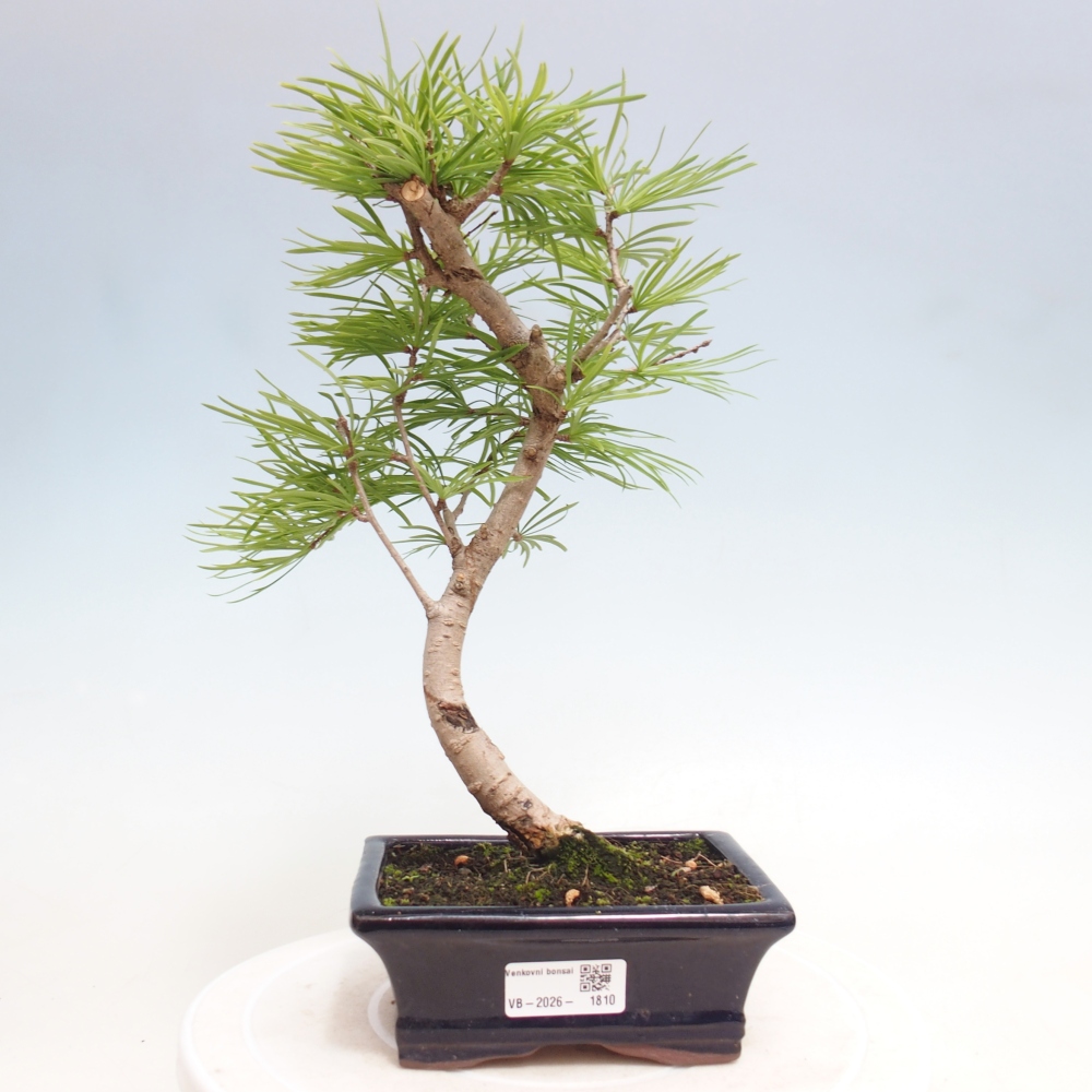 Outdoor bonsai -Pseudolarix amabis-Pseudolarix amabis