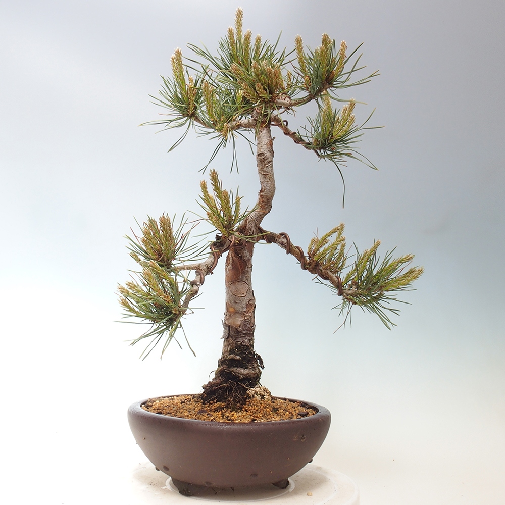 Outdoor bonsai - Pinus Sylvestris - Scots pine
