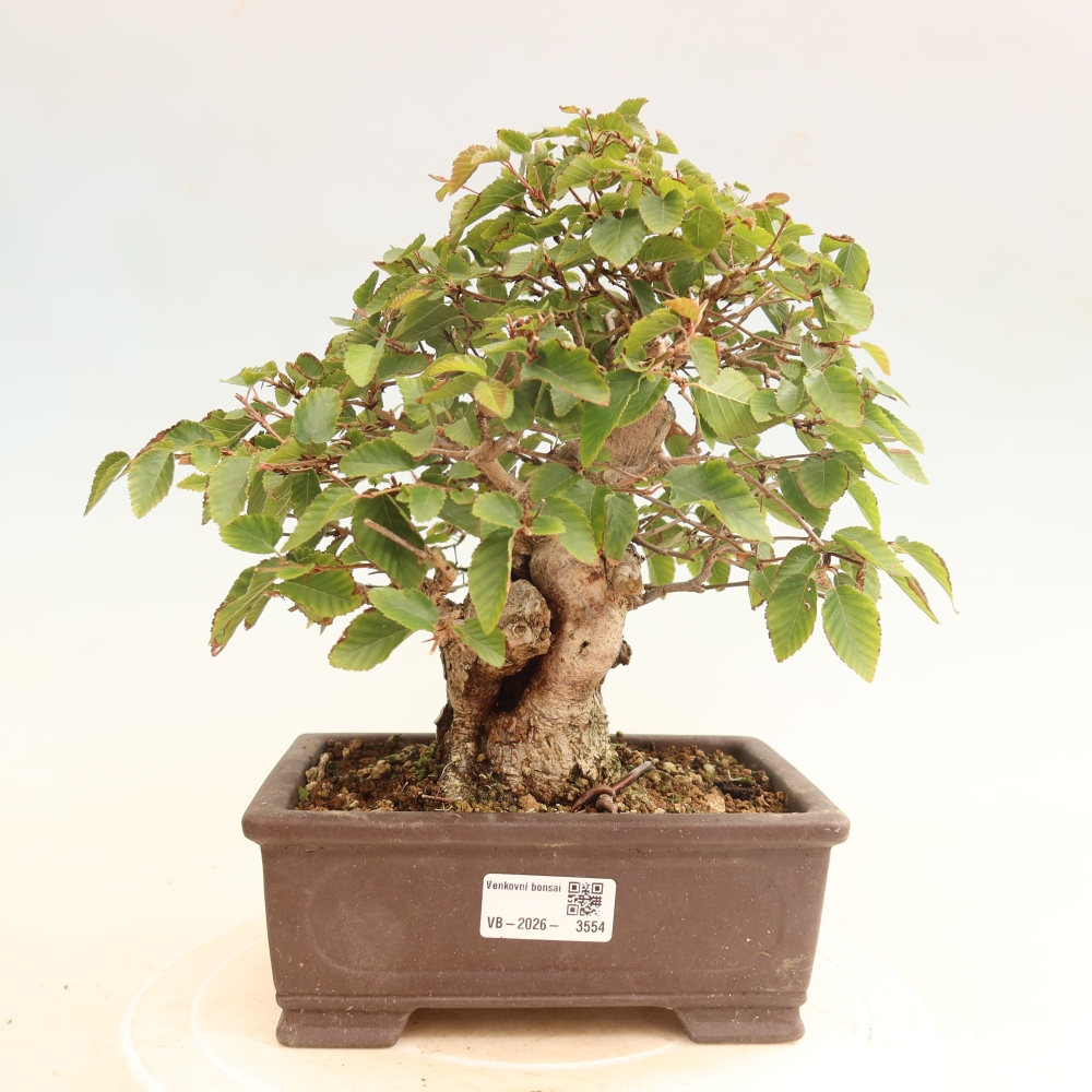 Outdoor bonsai -Carpinus CARPINOIDES - Korean Hornbeam