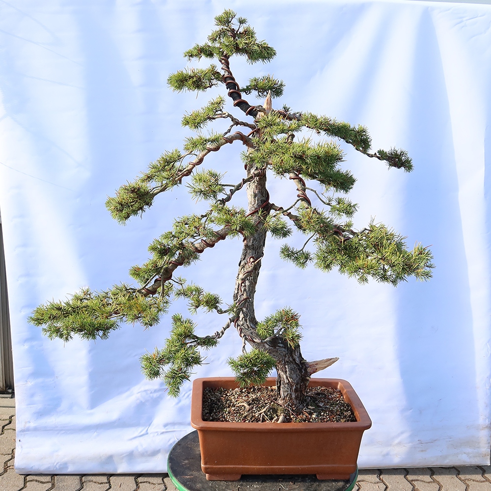 Pinus sylvestris Spain - Scots pine