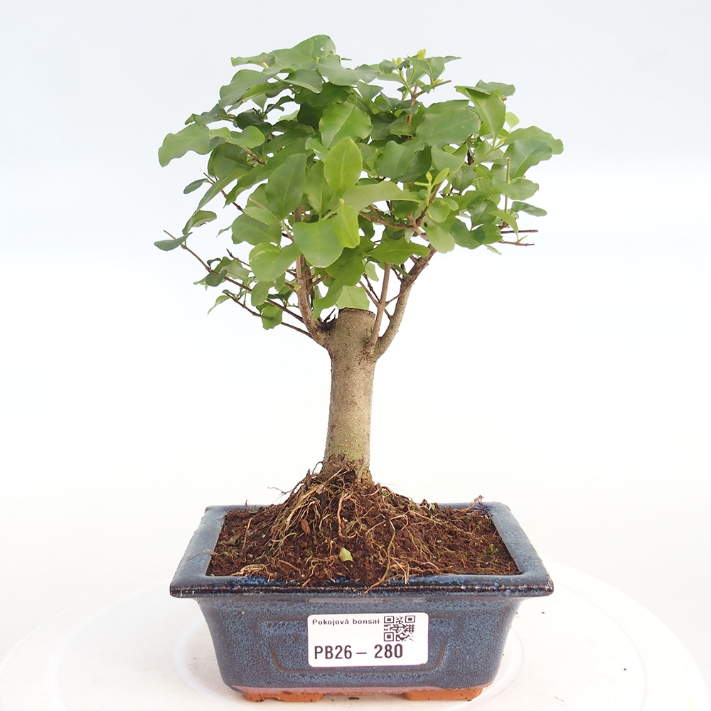 Room bonsai -Ligustrum chinensis - Birds Beak
