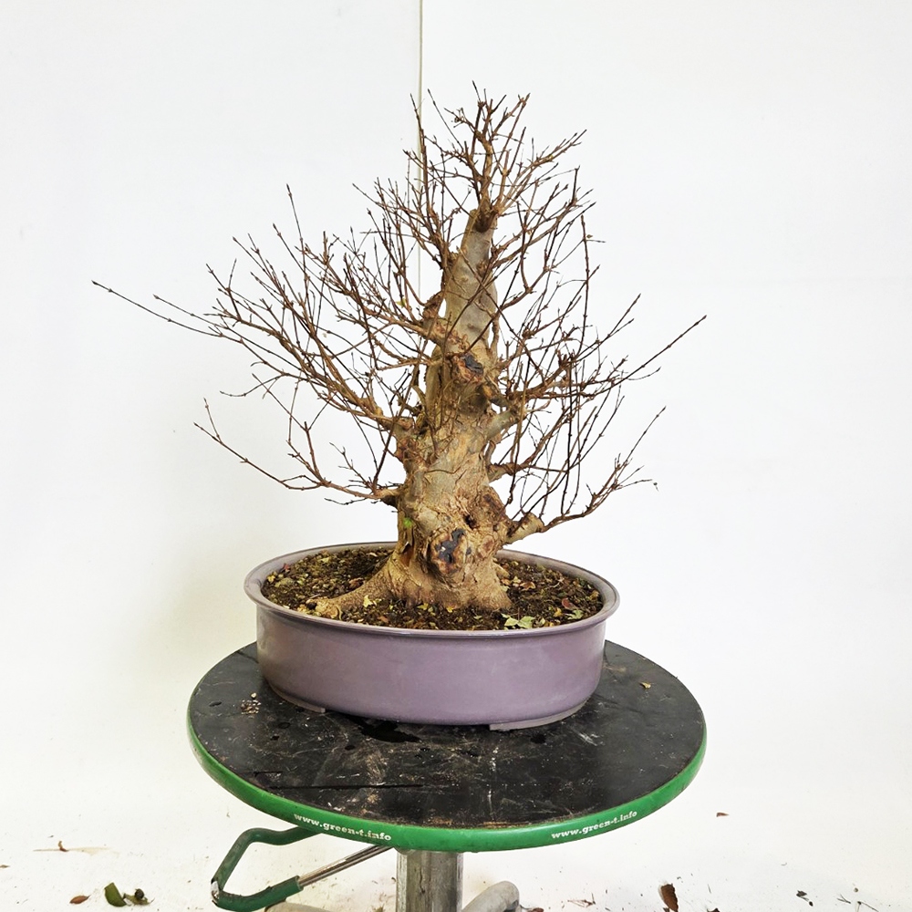 Outdoor bonsai Maple Burger - Acer Burgeriana