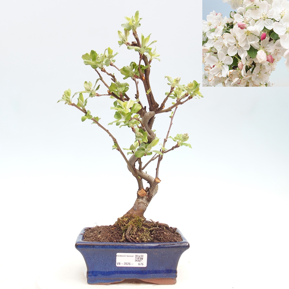 Outdoor bonsai -Malus halliana - Small-fruited apple tree
