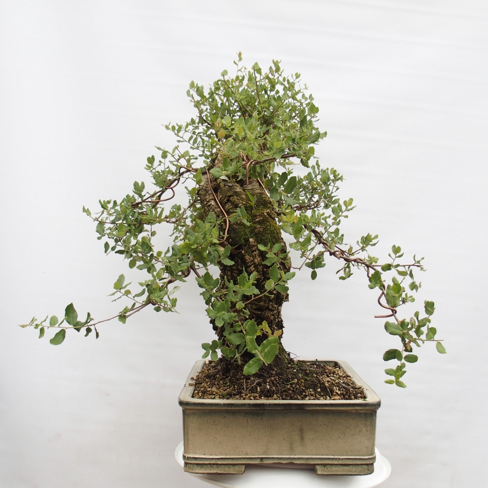 outdoor bonsai Quercus suber - Cork Oak