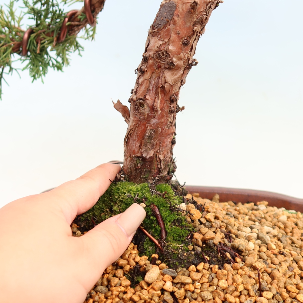 Outdoor bonsai - Juniperus chinensis Kishu
