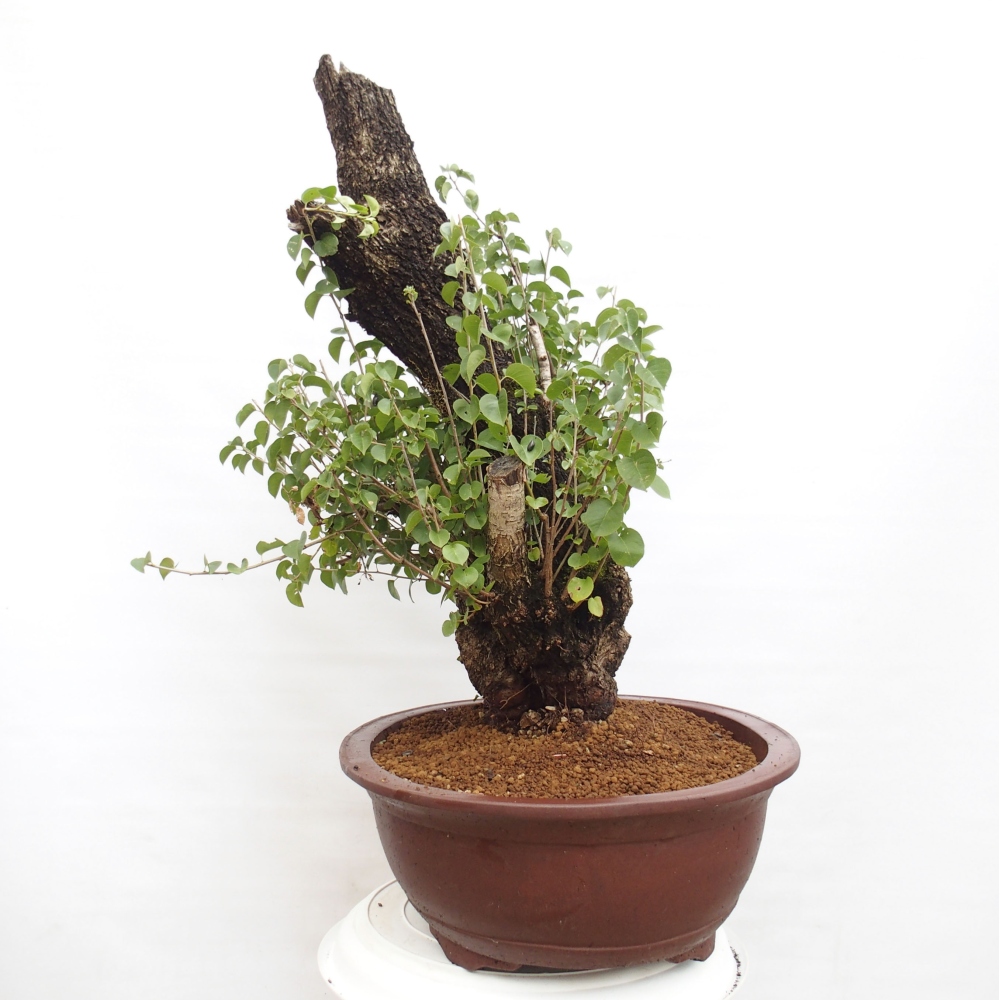 Outdoor bonsai - Mahalebka - Prunus mahaleb