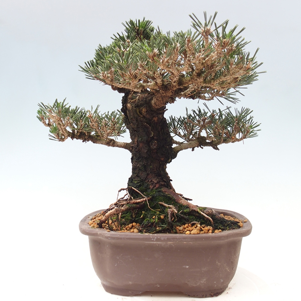 Outdoor bonsai - Pinus thunbergii Kotobuki - Thunberg pine