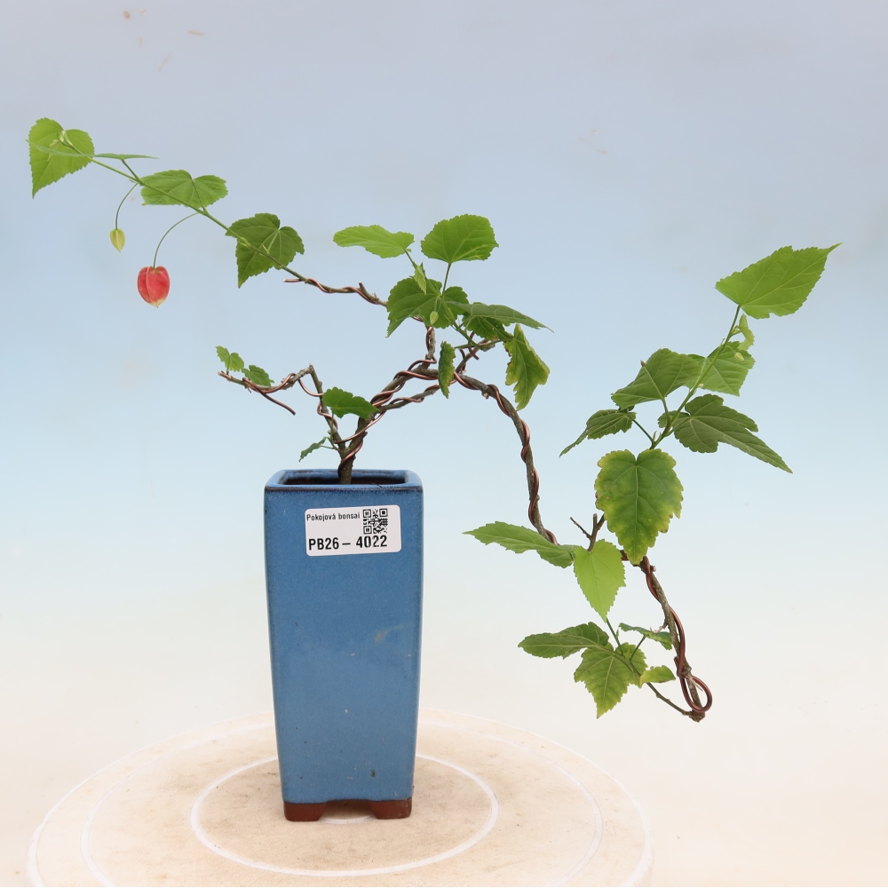 Indoor bonsai - Abutilon Big Bell - Cloudberry