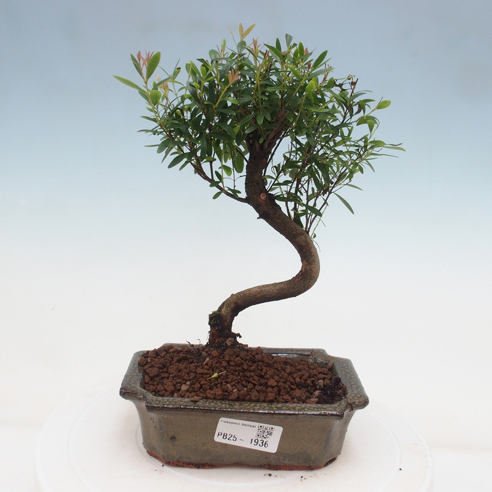 Room bonsai - Syzygium - Pimentovník