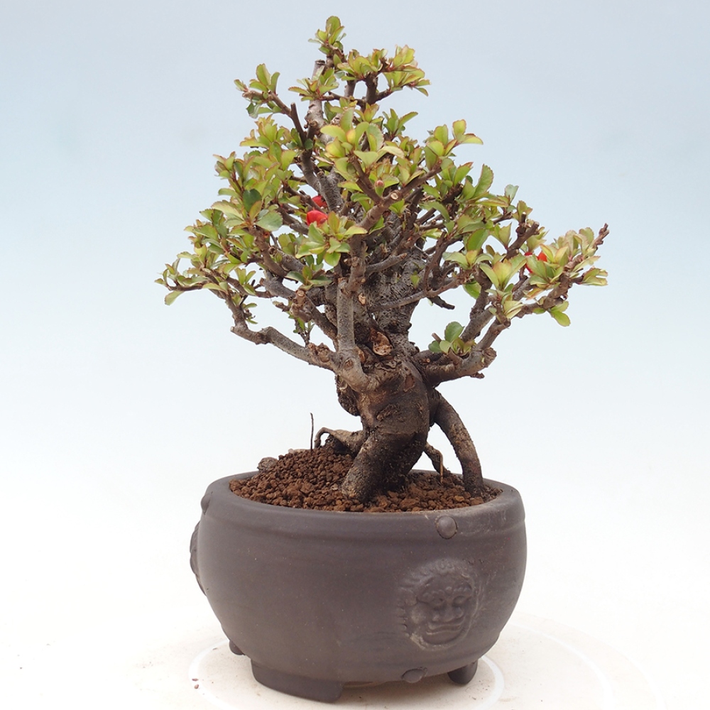 Outdoor bonsai - Chaneomeles speciosa - Quince