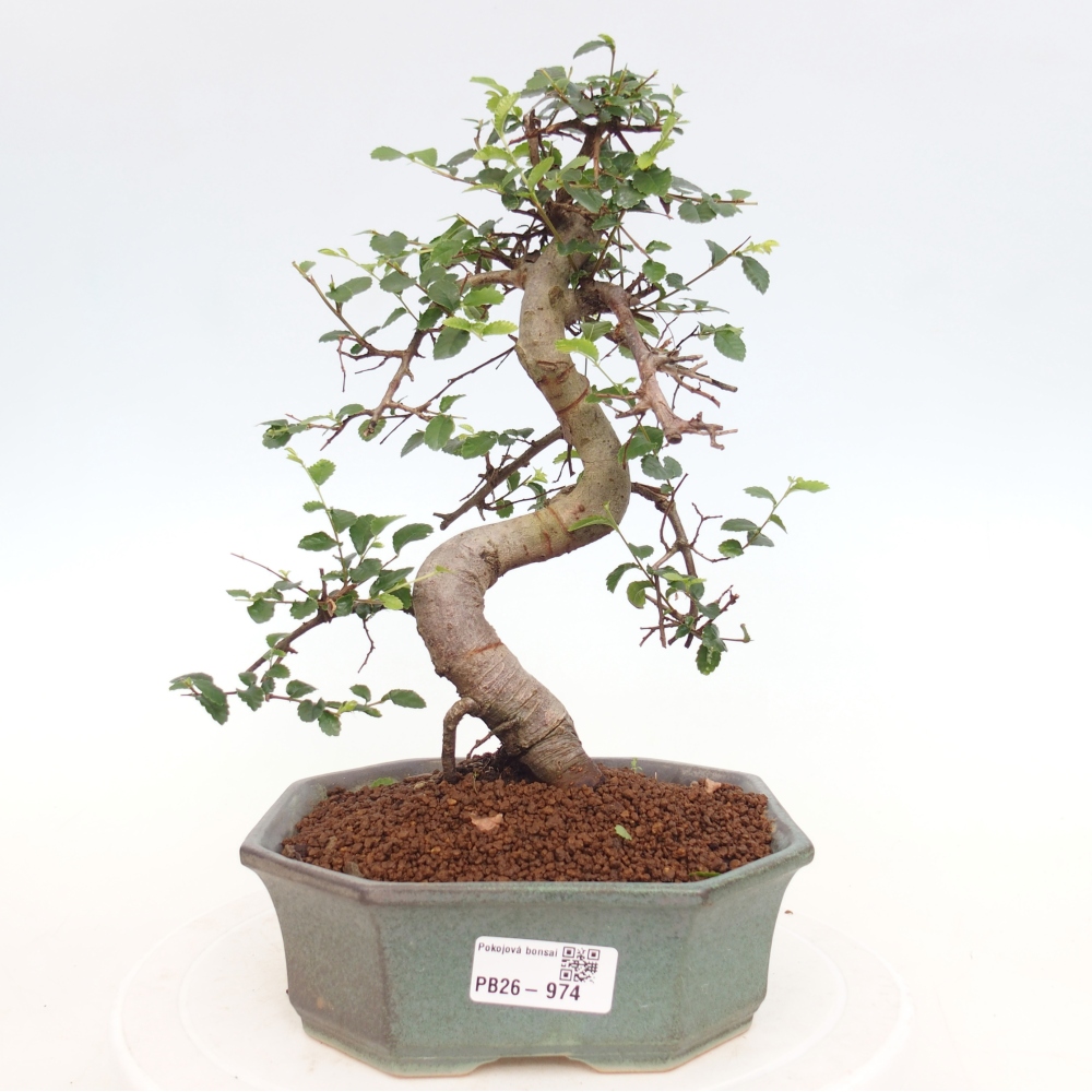 Room bonsai - Ulmus parvifolia - Small-leaved elm