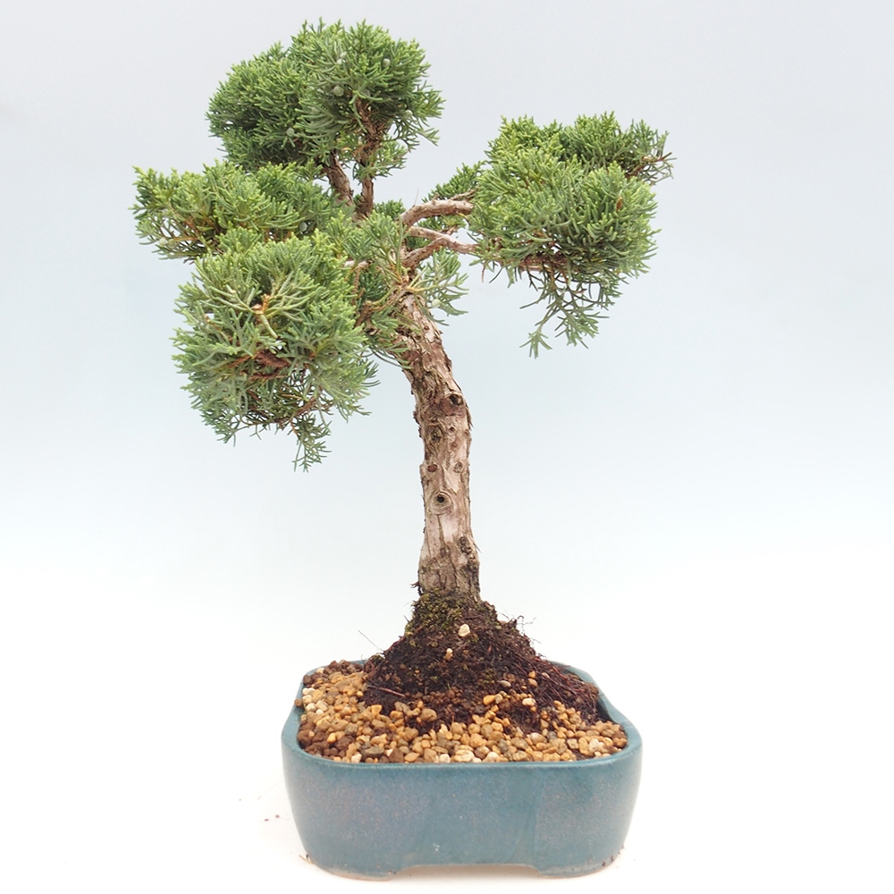Outdoor bonsai - Juniperus chinensis  - Chinese  juniper
