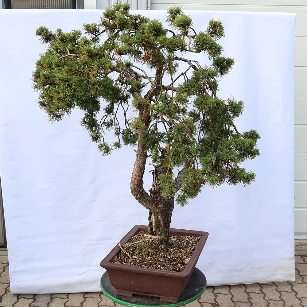 Pinus sylvestris Spain - Scots pine