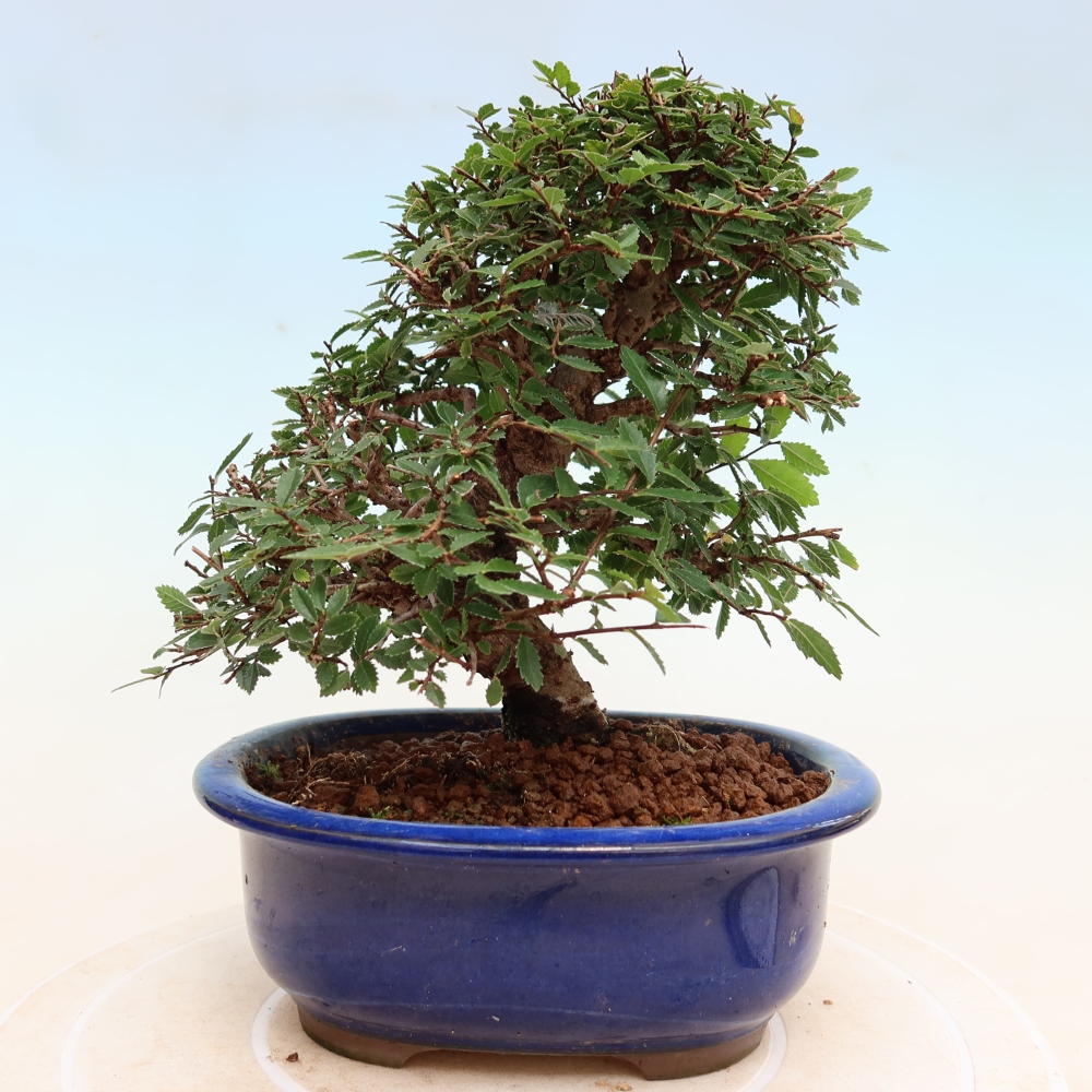 Outdoor bonsai - Zelkova - Zelkova NIRE