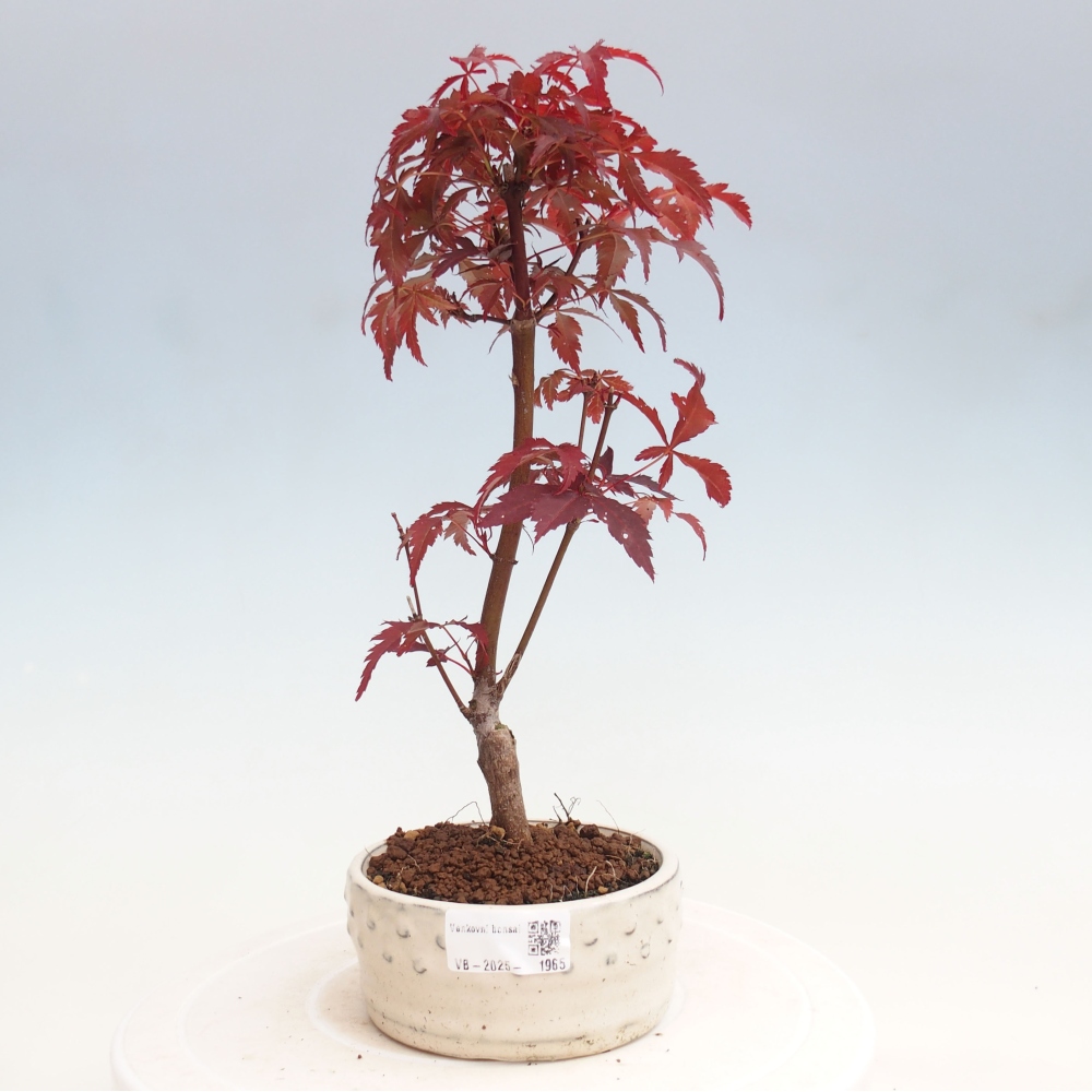 Outdoor bonsai - Acer palm. Atropurpureum-Palmleaf Maple