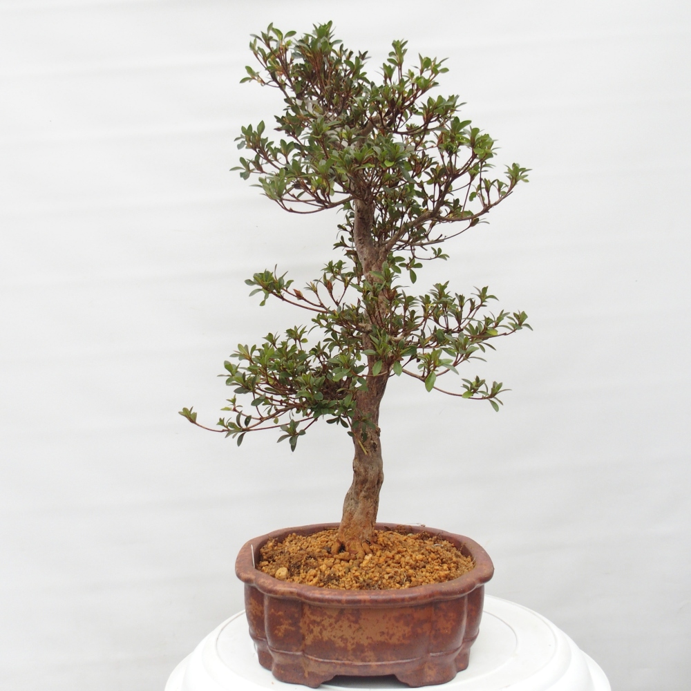 Outdoor bonsai - Japanese Azalea - Azalea Hanatsuzuri