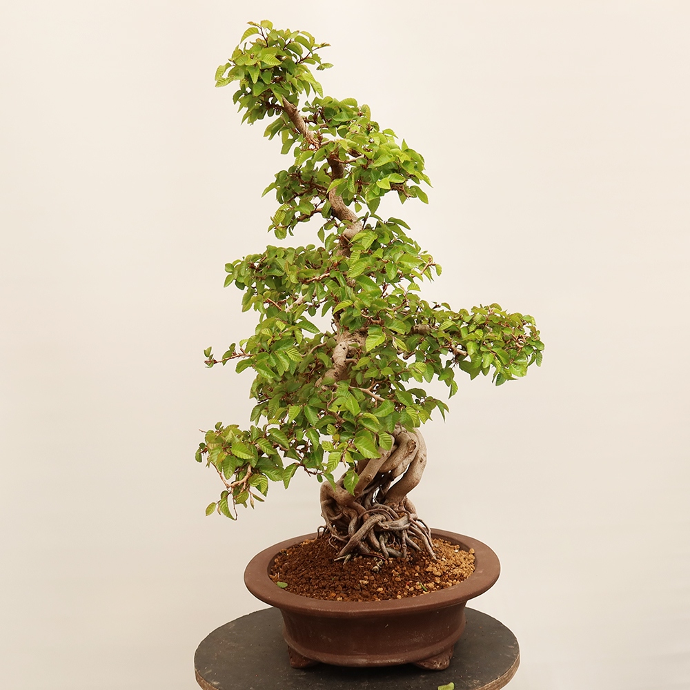 Outdoor bonsai - Carpinus Coreana - Korean hornbeam