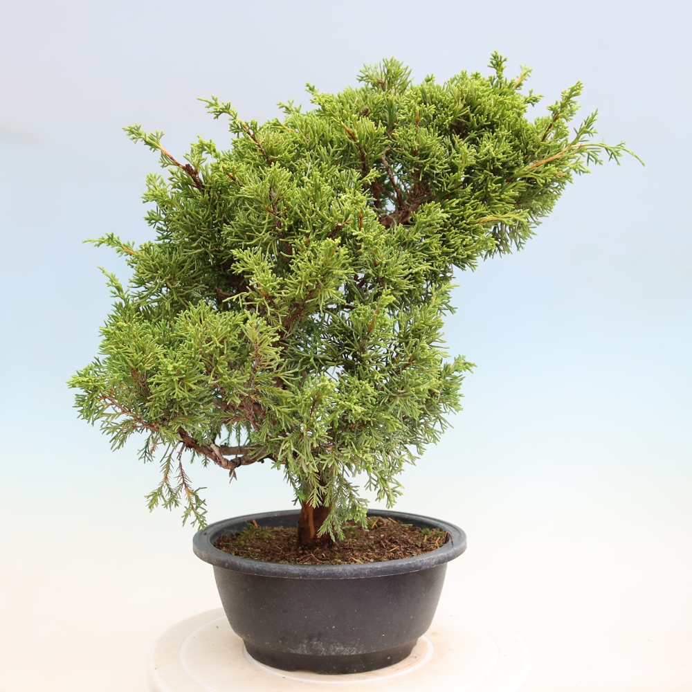 Outdoor Bonsai - Juniperus chinensis Itoigawa - Chinese Juniper