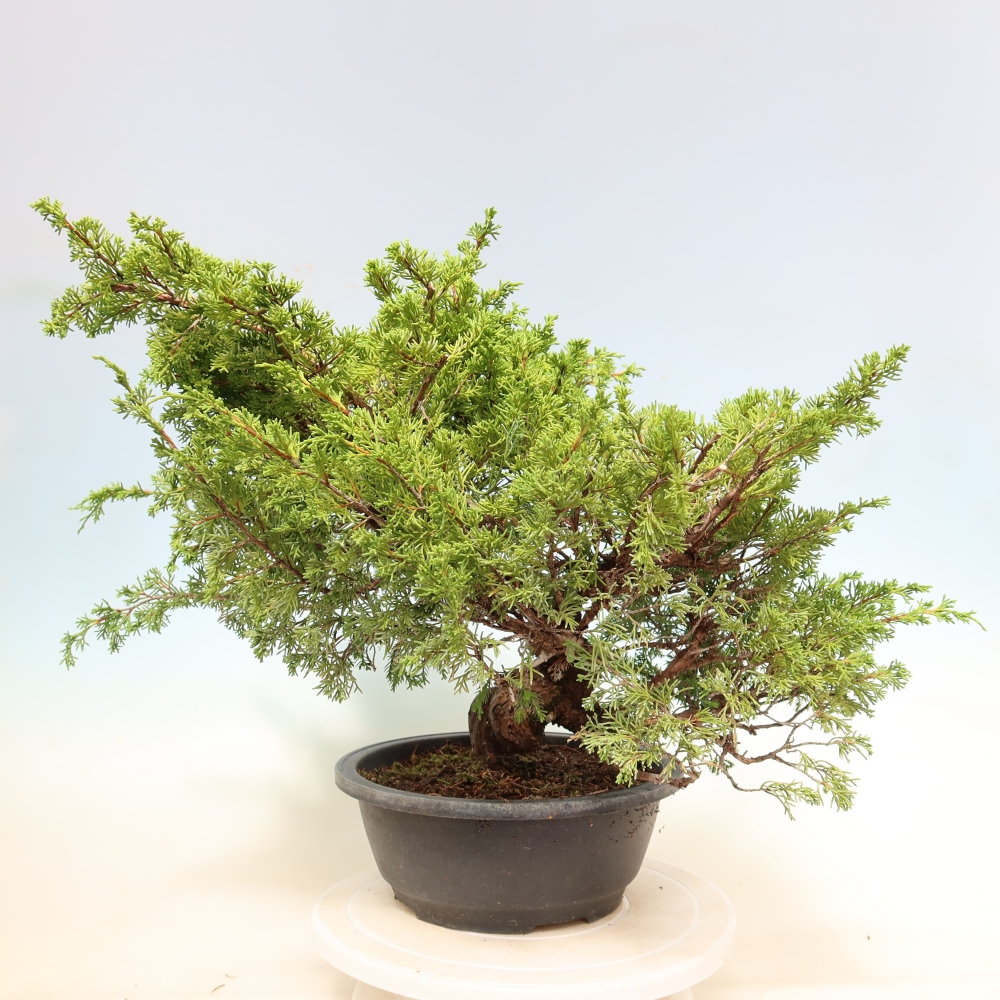 Outdoor Bonsai - Juniperus chinensis Itoigawa - Chinese Juniper