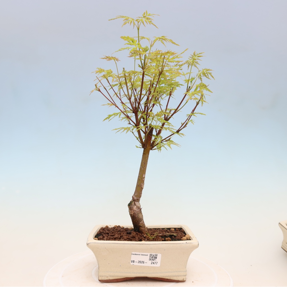 Outdoor Bonsai - Acer palmatum Dissectum - Japanese Maple 