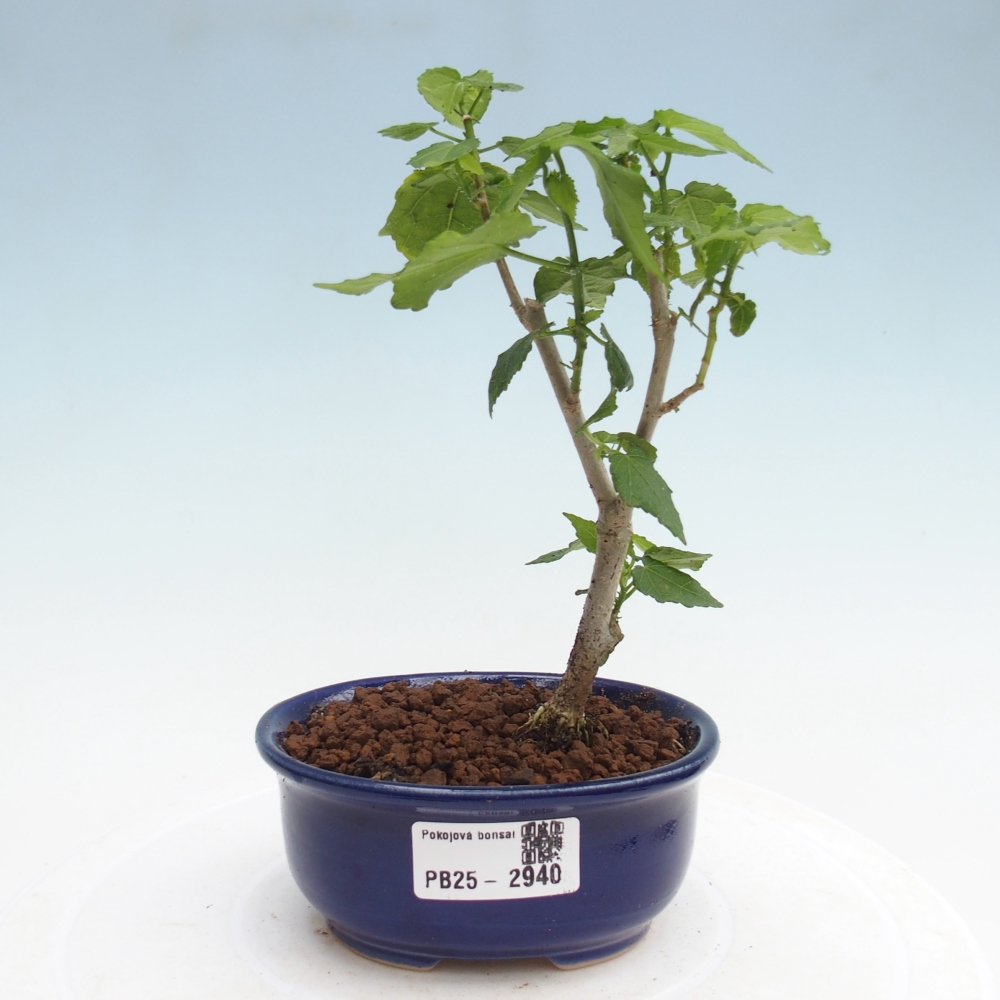 Indoor bonsai - Malvaviscus arboreus - woody hibiscus