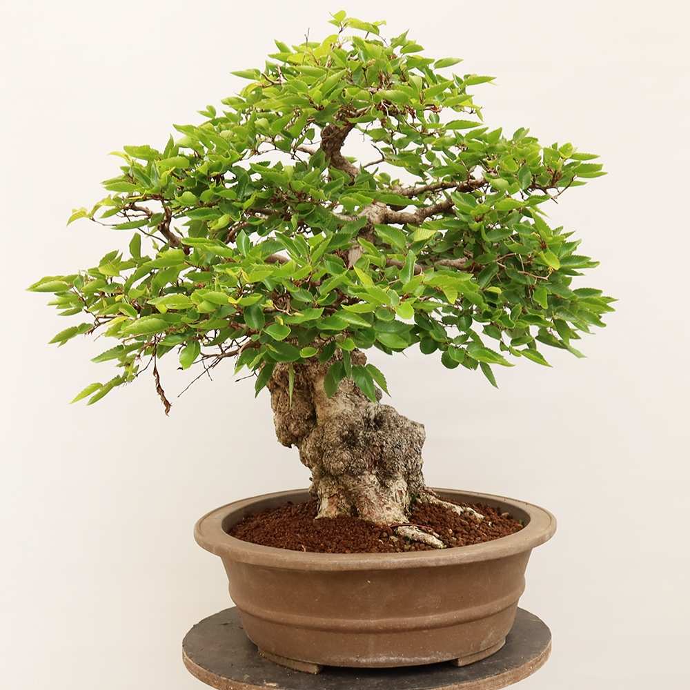Outdoor bonsai - Carpinus Coreana - Korean hornbeam