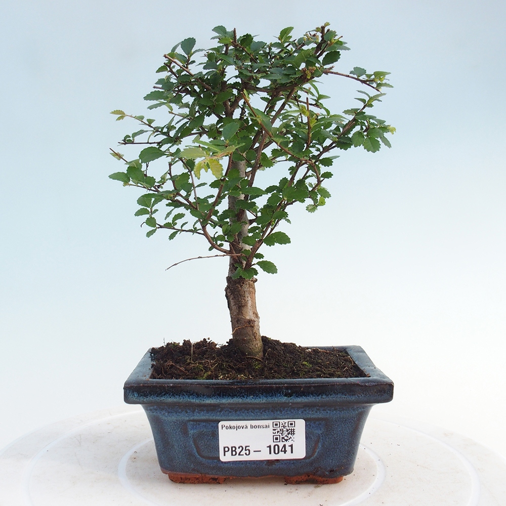 Indoor bonsai - Ulmus parvifolia - Small-leaved elm