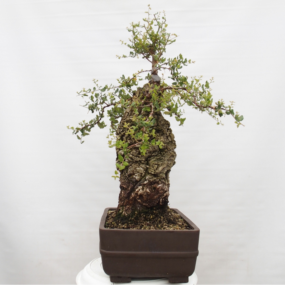outdoor bonsai Quercus suber - Cork Oak