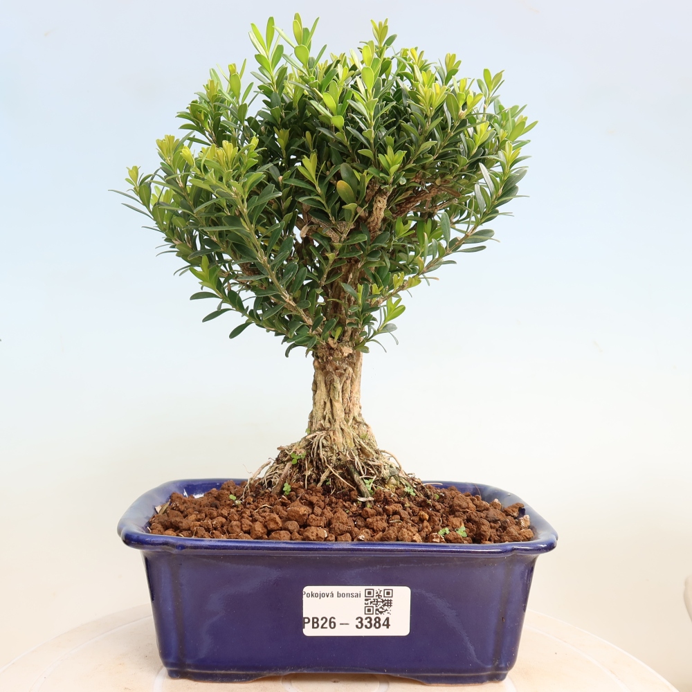 Room bonsai - Buxus harlandii - cork buxus