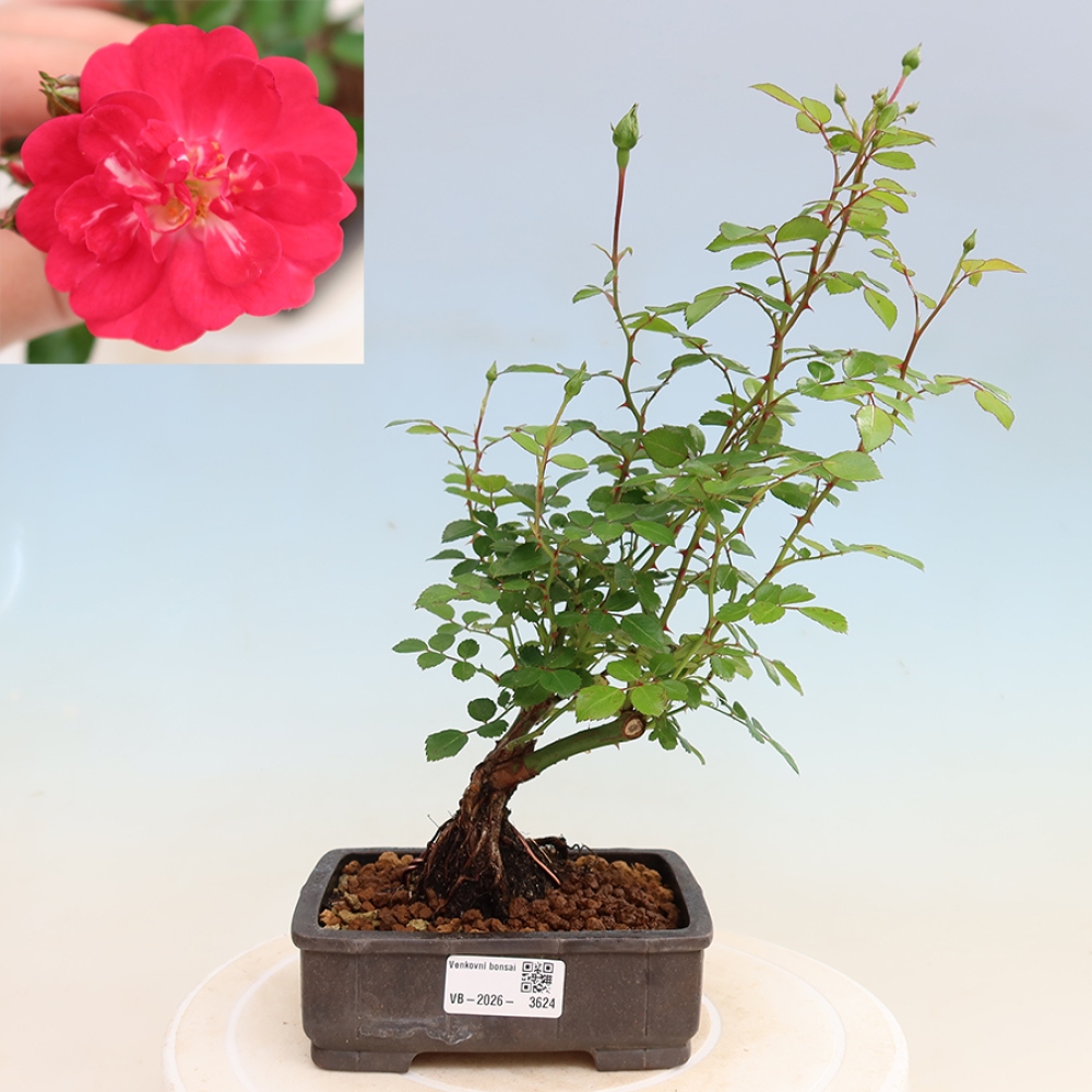 Outdoor Bonsai - Rosa Kordes - Rose