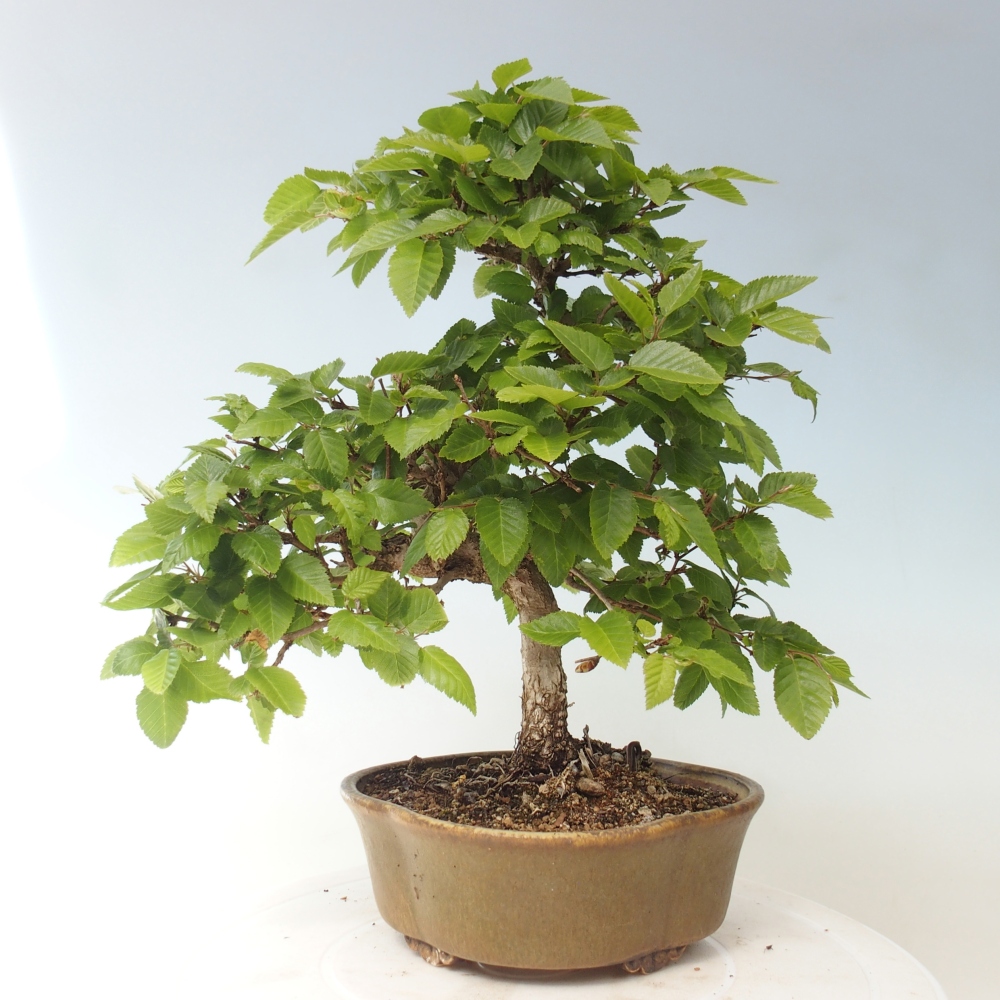 Outdoor bonsai -Carpinus CARPINOIDES - Korean Hornbeam